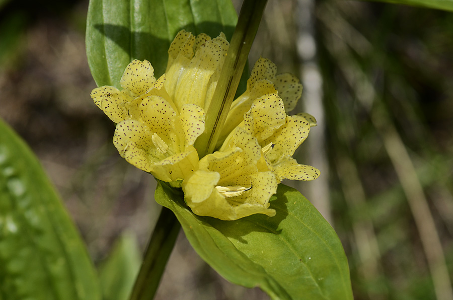 Gentiana punctata / Genziana punteggiata